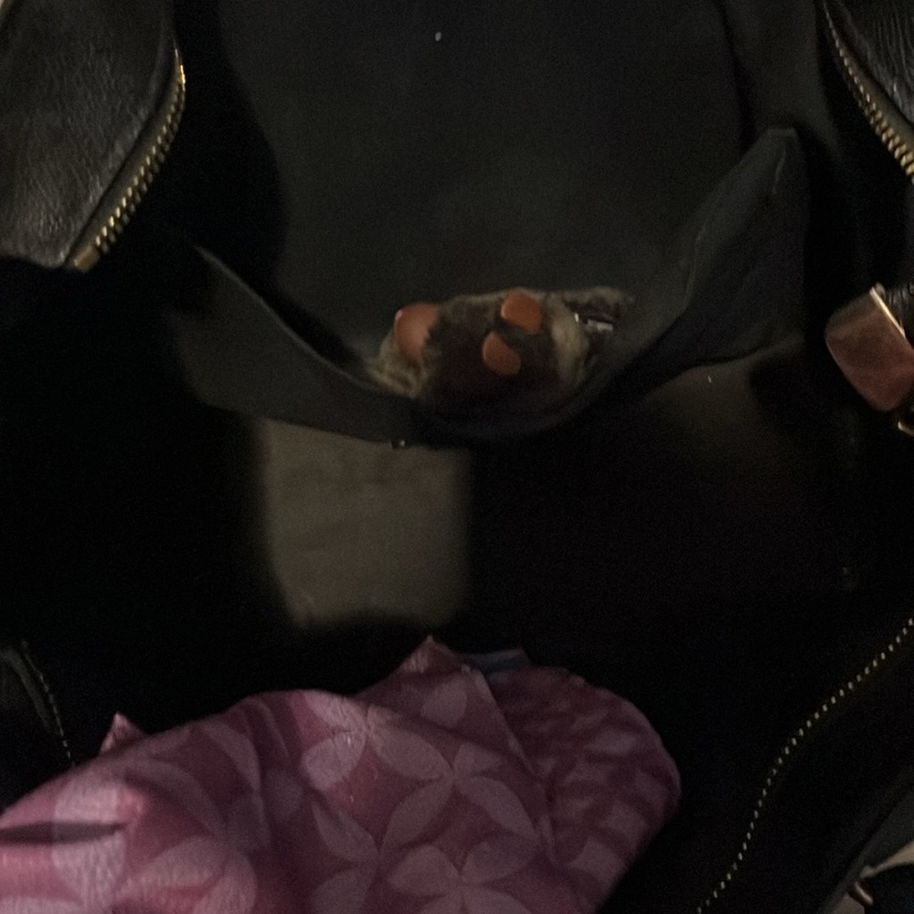 Coach bag - Picture 2 of 4